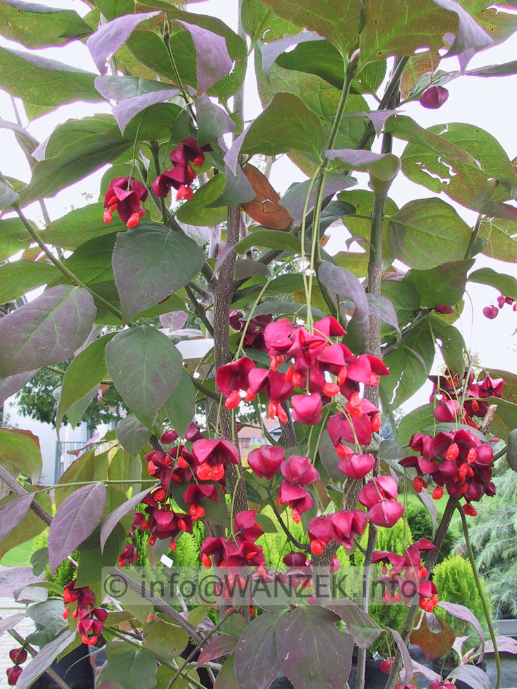 Euonymus planipes - Busch mit Beeren.jpg